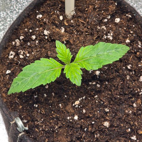 Ice Cream Cake  growlog timeline photo