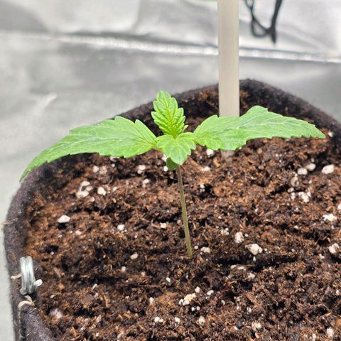 Ice Cream Cake  growlog timeline photo