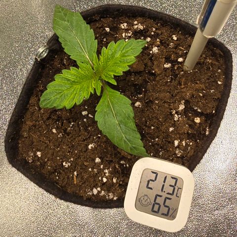 Ice Cream Cake  growlog timeline photo
