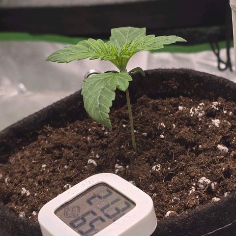 Ice Cream Cake  growlog timeline photo