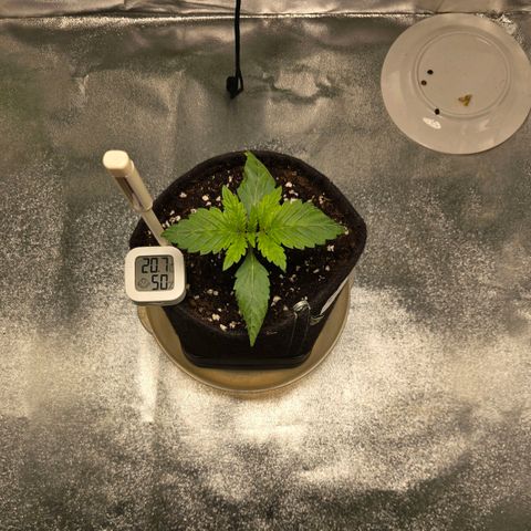 Ice Cream Cake  growlog timeline photo