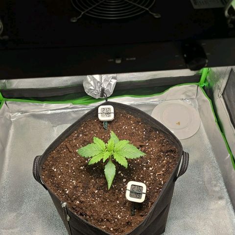 Ice Cream Cake  growlog timeline photo