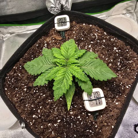 Ice Cream Cake  growlog timeline photo