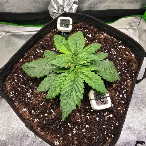 Ice Cream Cake  growlog timeline photo