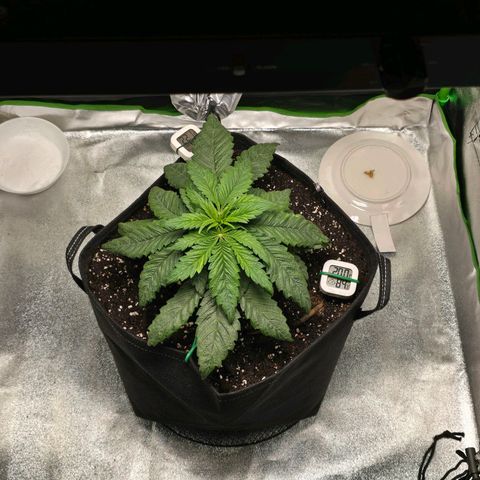 Ice Cream Cake  growlog timeline photo