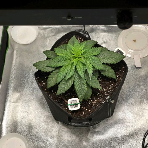 Ice Cream Cake  growlog timeline photo