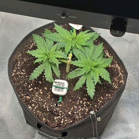 Ice Cream Cake  growlog timeline photo