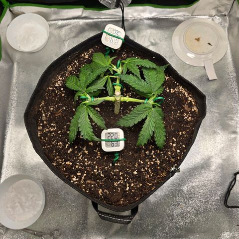 Ice Cream Cake  growlog timeline photo
