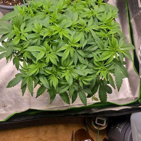 Ice Cream Cake  growlog timeline photo