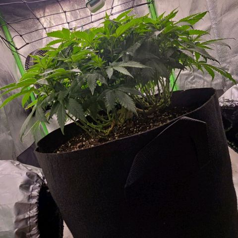 Ice Cream Cake  growlog timeline photo