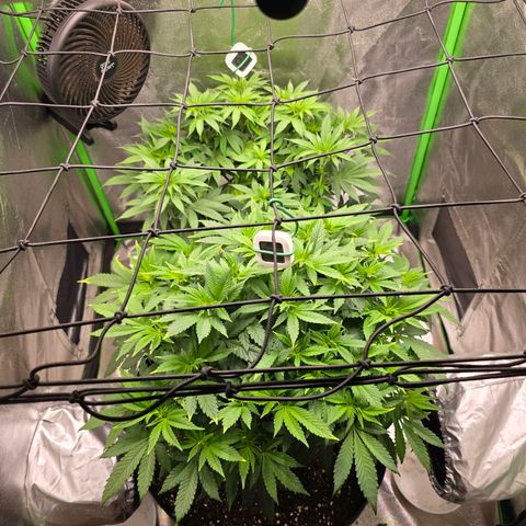 Ice Cream Cake  growlog timeline photo