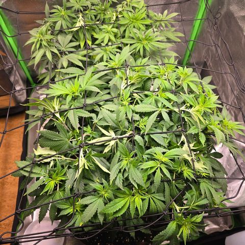 Ice Cream Cake  growlog timeline photo