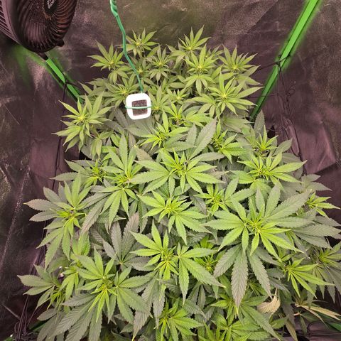 Ice Cream Cake  growlog timeline photo