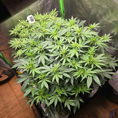 Ice Cream Cake  growlog timeline photo