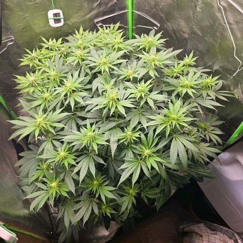 Ice Cream Cake  growlog timeline photo