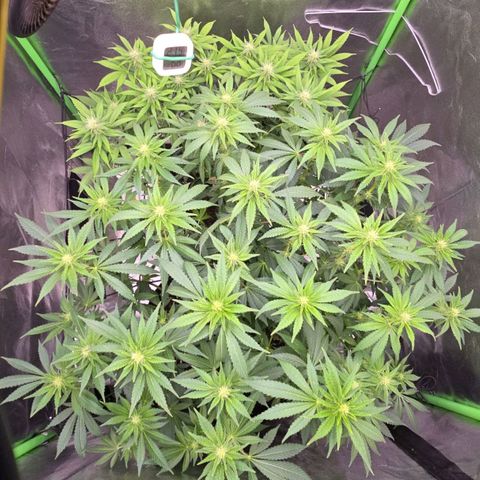 Ice Cream Cake  growlog timeline photo