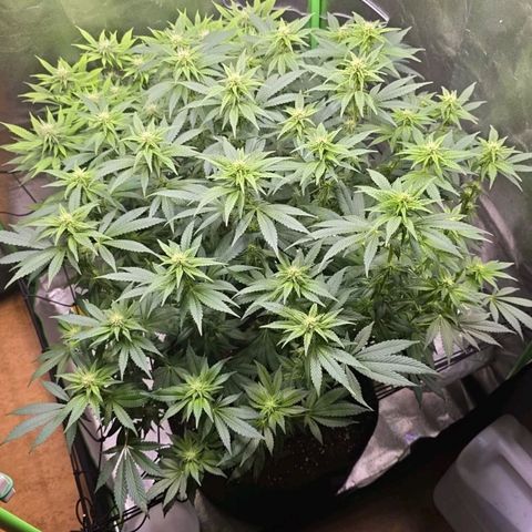 Ice Cream Cake  growlog timeline photo