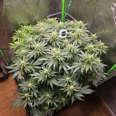 Ice Cream Cake  growlog timeline photo
