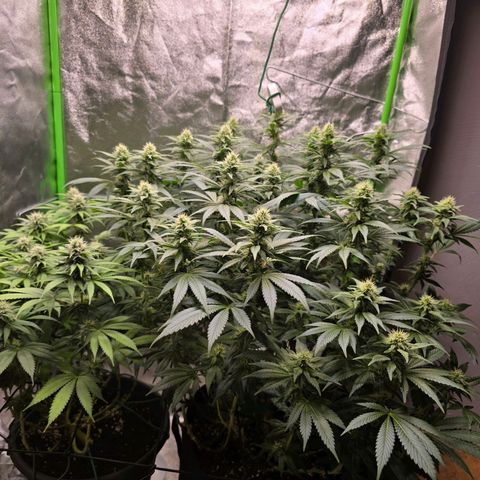 Ice Cream Cake  growlog timeline photo