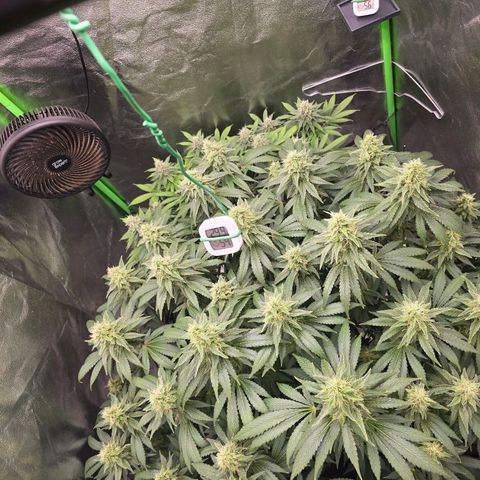 Ice Cream Cake  growlog timeline photo
