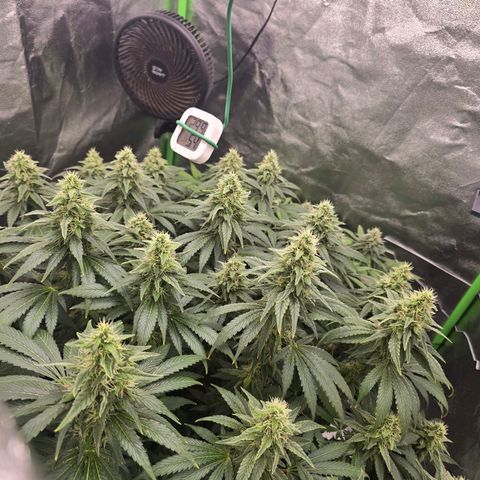 Ice Cream Cake  growlog timeline photo