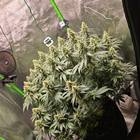 Ice Cream Cake  growlog timeline photo