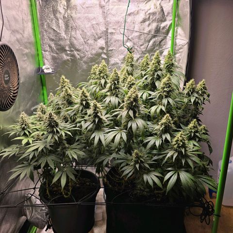 Ice Cream Cake  growlog timeline photo
