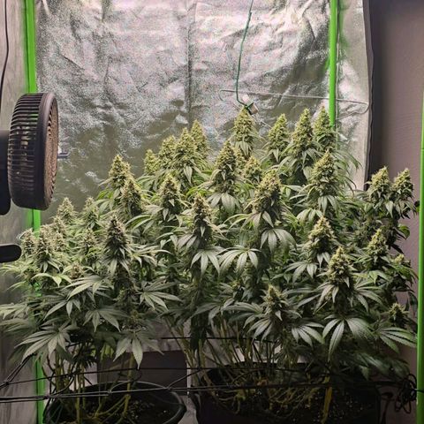 Ice Cream Cake  growlog timeline photo