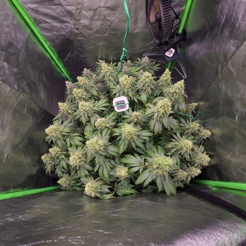 Ice Cream Cake  growlog timeline photo