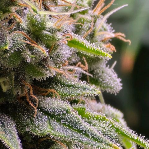 Ice Cream Cake  growlog timeline photo