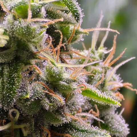 Ice Cream Cake  growlog timeline photo