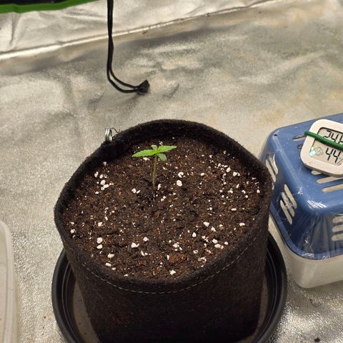 Zkittlez  Jelly Buds growlog timeline photo