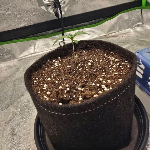 Zkittlez  Jelly Buds growlog timeline photo