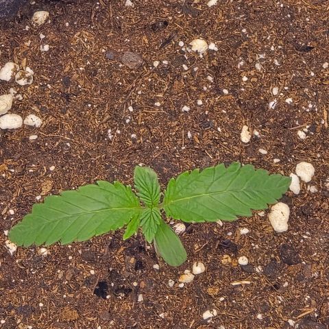 Zkittlez  Jelly Buds growlog timeline photo