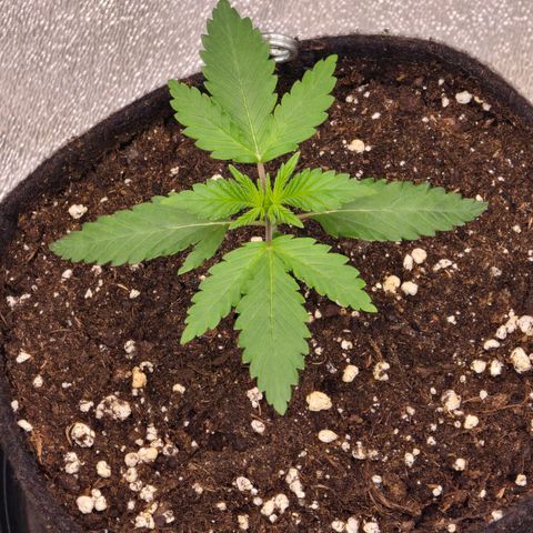 Zkittlez  Jelly Buds growlog timeline photo