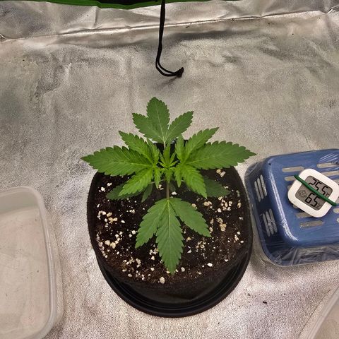 Zkittlez  Jelly Buds growlog timeline photo