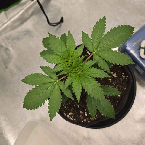 Zkittlez  Jelly Buds growlog timeline photo
