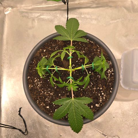 Zkittlez  Jelly Buds growlog photo: Erstes Toppen fürs Mainlining 