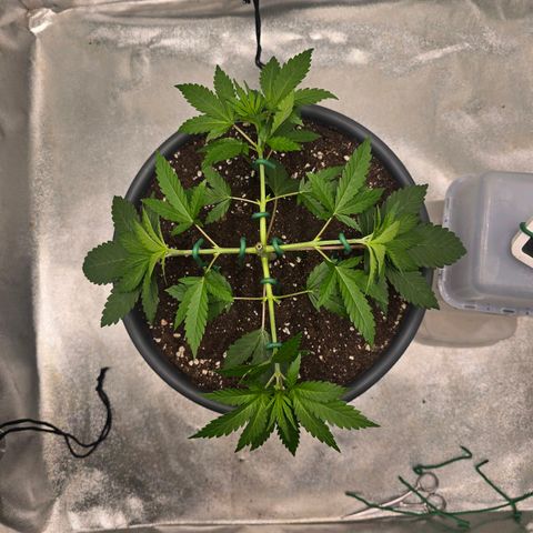 Zkittlez  Jelly Buds growlog timeline photo