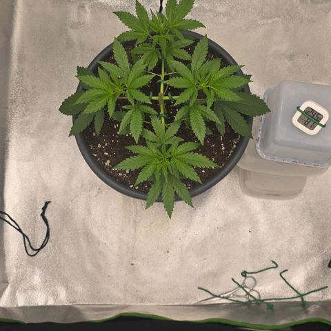 Zkittlez  Jelly Buds growlog timeline photo