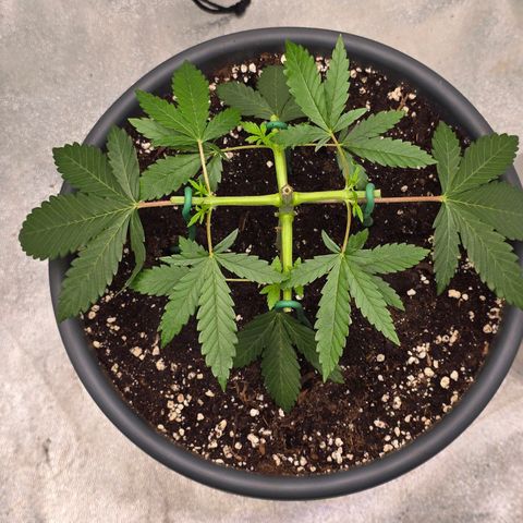 Zkittlez  Jelly Buds growlog photo: Zweite Toppen von 4 auf 8 nebentrieben