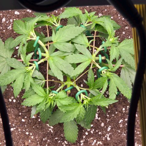 Zkittlez  Jelly Buds growlog timeline photo