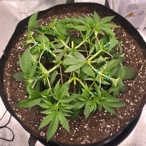 Zkittlez  Jelly Buds growlog timeline photo