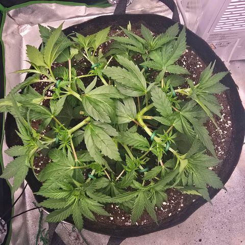 Zkittlez  Jelly Buds growlog timeline photo