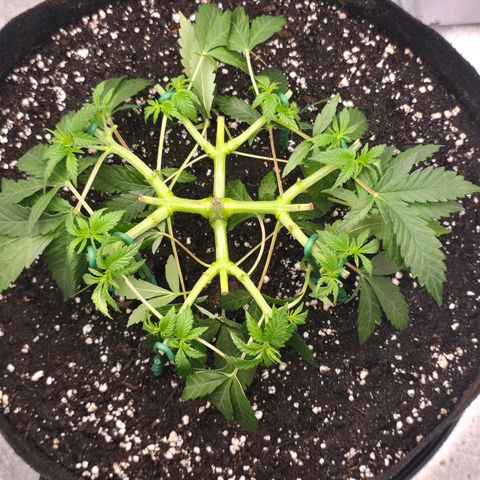 Zkittlez  Jelly Buds growlog photo: Von 8 auf 16 getoppt Ziel 64