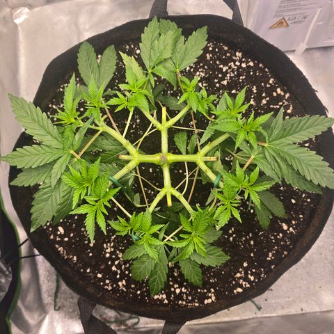 Zkittlez  Jelly Buds growlog photo: Keine Stress anzeichen trotz Toppen gestern