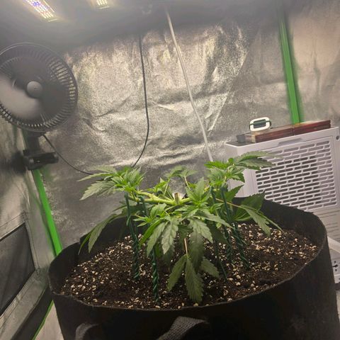 Zkittlez  Jelly Buds growlog timeline photo