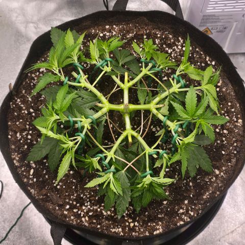 Zkittlez  Jelly Buds growlog timeline photo