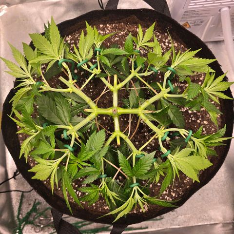 Zkittlez  Jelly Buds growlog timeline photo