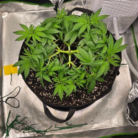 Zkittlez  Jelly Buds growlog timeline photo